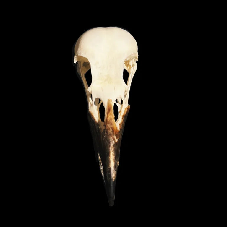 Raven Skull