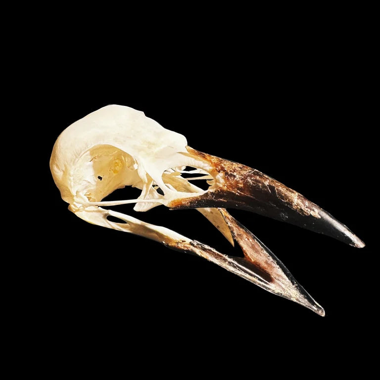 Raven Skull